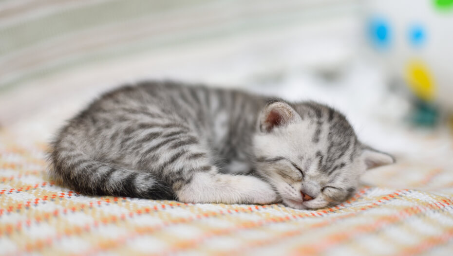 How to Get a Kitten to Sleep Through The First Nights Purina